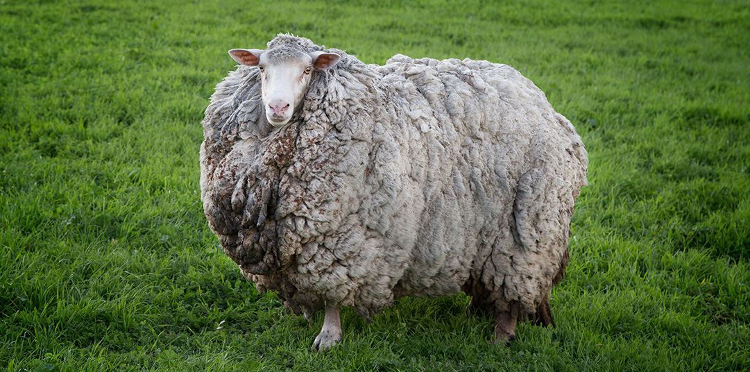 Prickles the 'social distancing' sheep